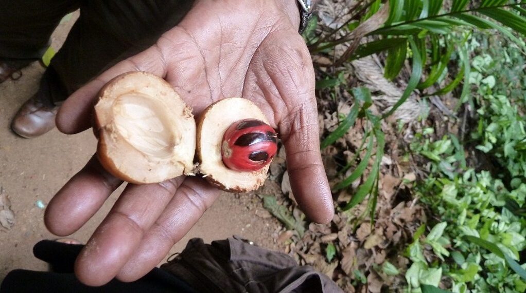 Spice garden sri lanka nutmeg