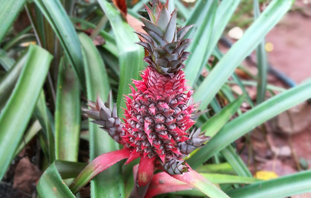 Spice Garden sri lanka  red pineapple